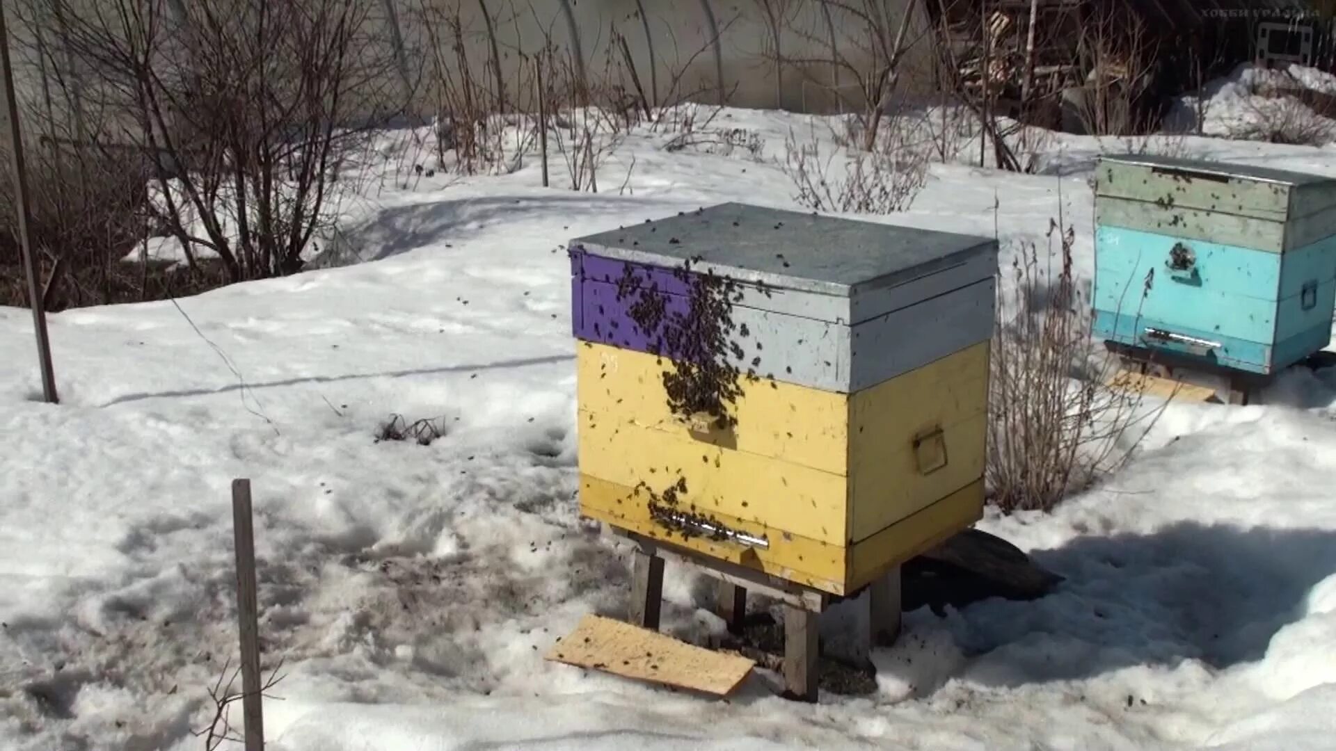Улей на пасеке. Весенний очистительный облет пчел. Первый облет пчел после зимы. Пасека Василенко. Купить пчелосемьи в 2024 году