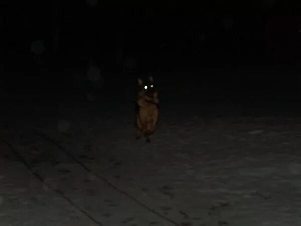 Выйду я ночью собаку. Собака со светящимися глазами. Собачьи глаза светятся в темноте. Светящиеся глаза в темноте. Волчьи глаза светятся в темноте.