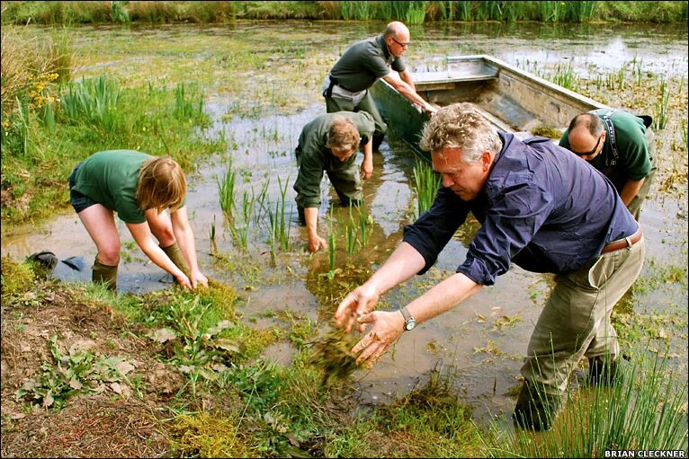 Clean out a pond