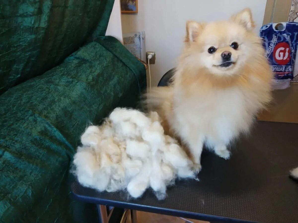 Померанский шпиц линяет. Померанский шпиц алопеция. Алопеция у шпица. Линька у шпица. Шпиц щенок пырзик.