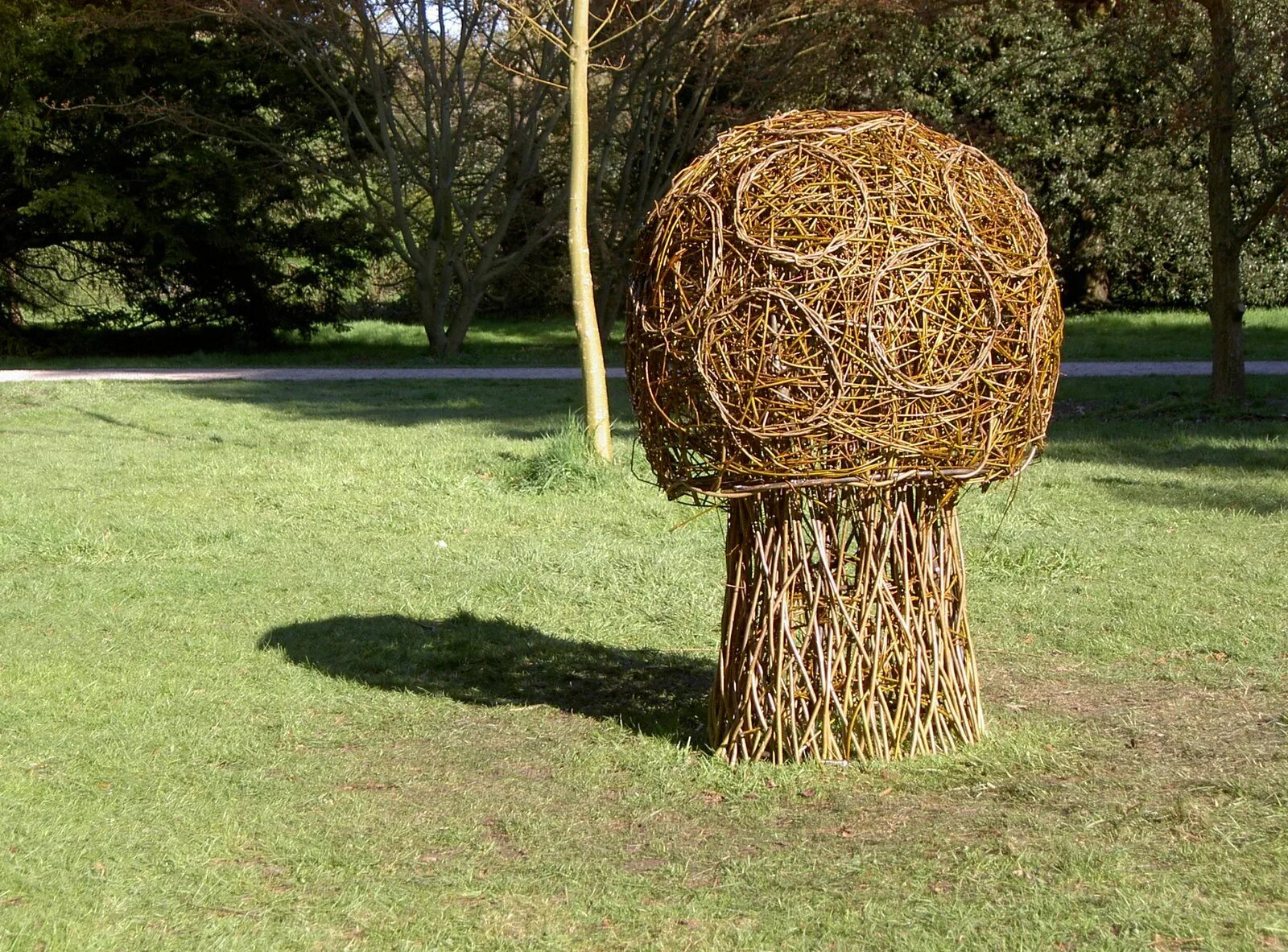 Ива плетеная живая. Плетение дерева из ивы. Ива плакучая плетеная. Ива плетеная живая. Плетение дерева из ивы.