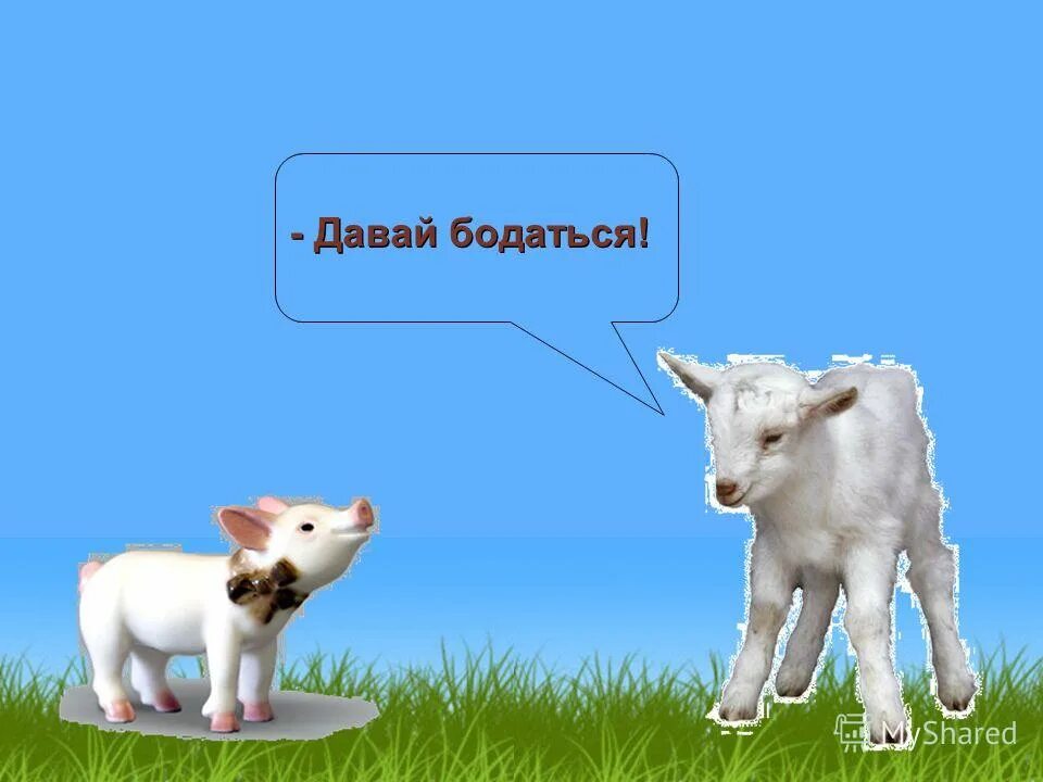 Тоггенбургская коза. Бодаться. Бодаться. Бодаться. Давай бодаться.