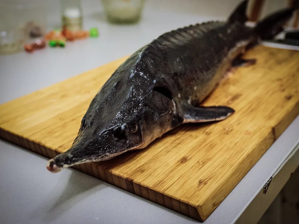 свежая стерлядь. свежая стерлядь. осетрина горячего копчения. осетр сибирский псг. осетрина рыба.