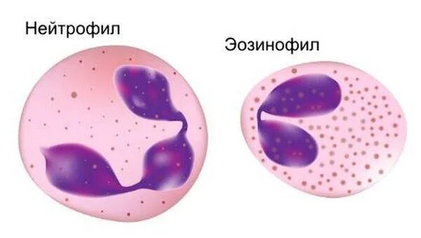Нейтрофилы при воспалении. Нейтрофилы базофилы и эозинофилы. базофильный лейкоцит рисунок. эозинофилы и нейтрофилы гистология. лейкоциты нейтрофилы.
