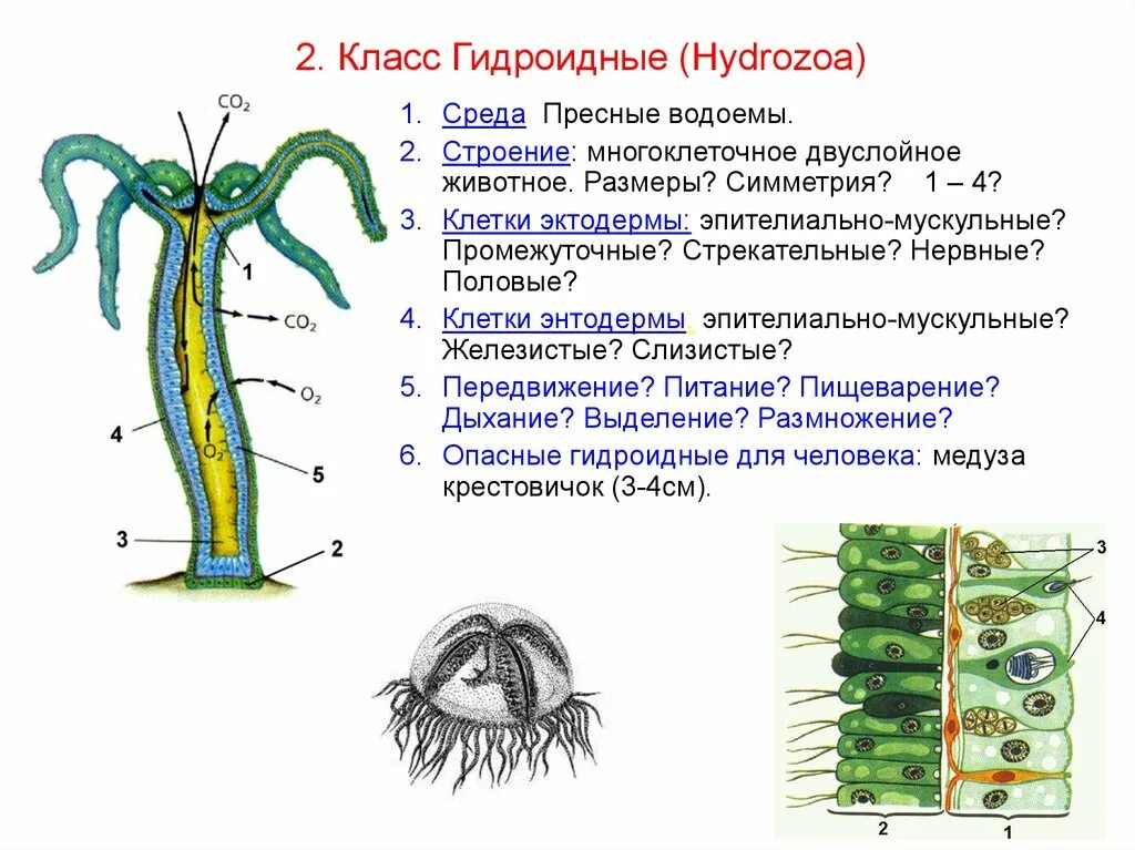 3 признака кишечнополостных. Гидроидные актиния. Гидроидные полипы представители. Классы Гидроидные. Характеристика класса Гидроидные 7 класс кратко.