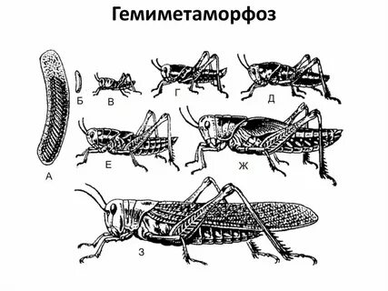 Насекомое какой род