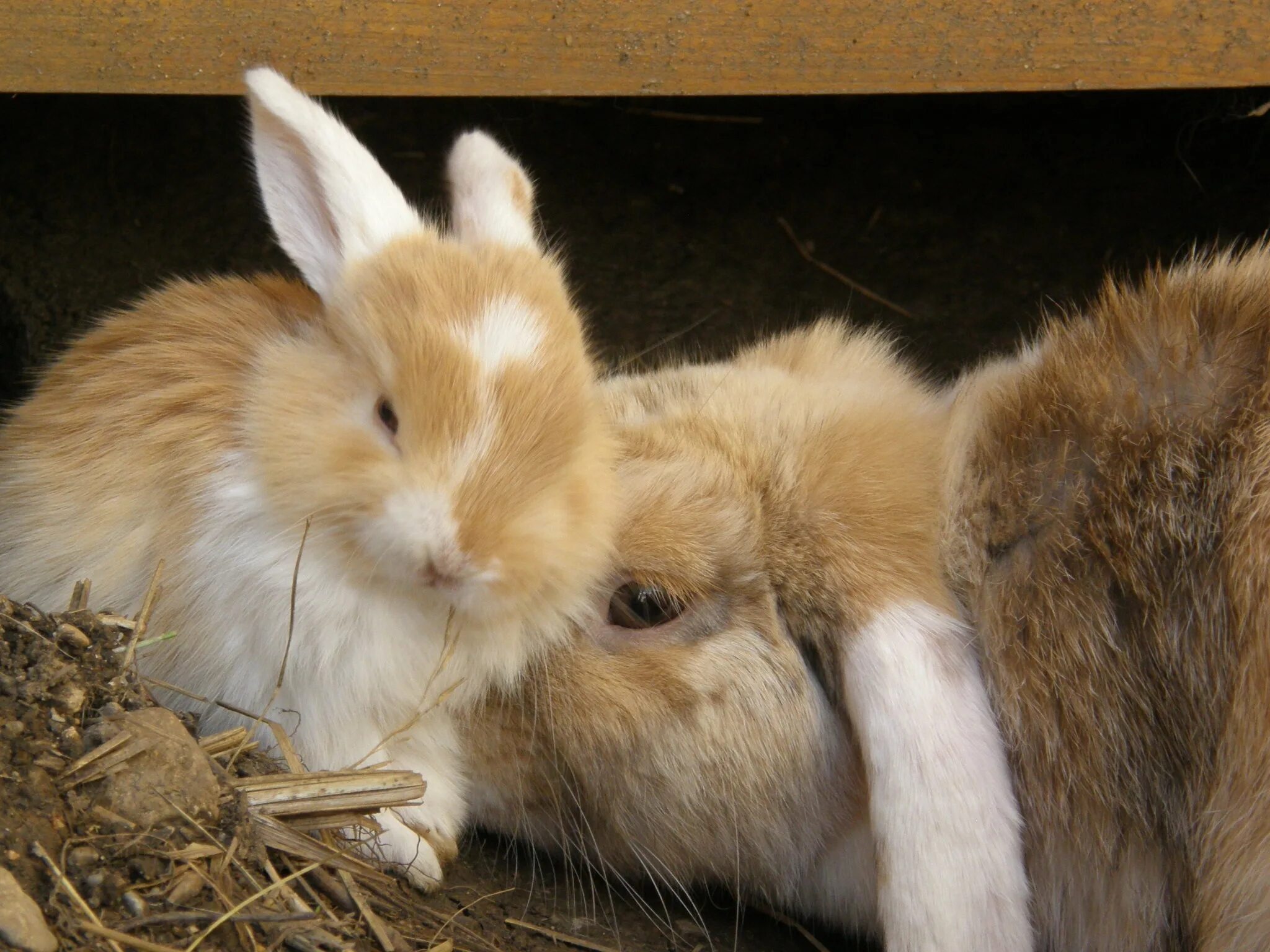 Rabbit eared