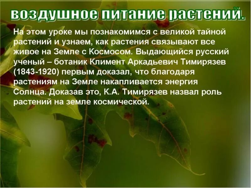 Воздушное питание листьев. Воздушное питание растений фотосинтез 6. воздушное питание растений 6 класс биология. воздушное питание растений фотосинтез 6 класс. биология 6 воздушное питание растений фотосинтез.