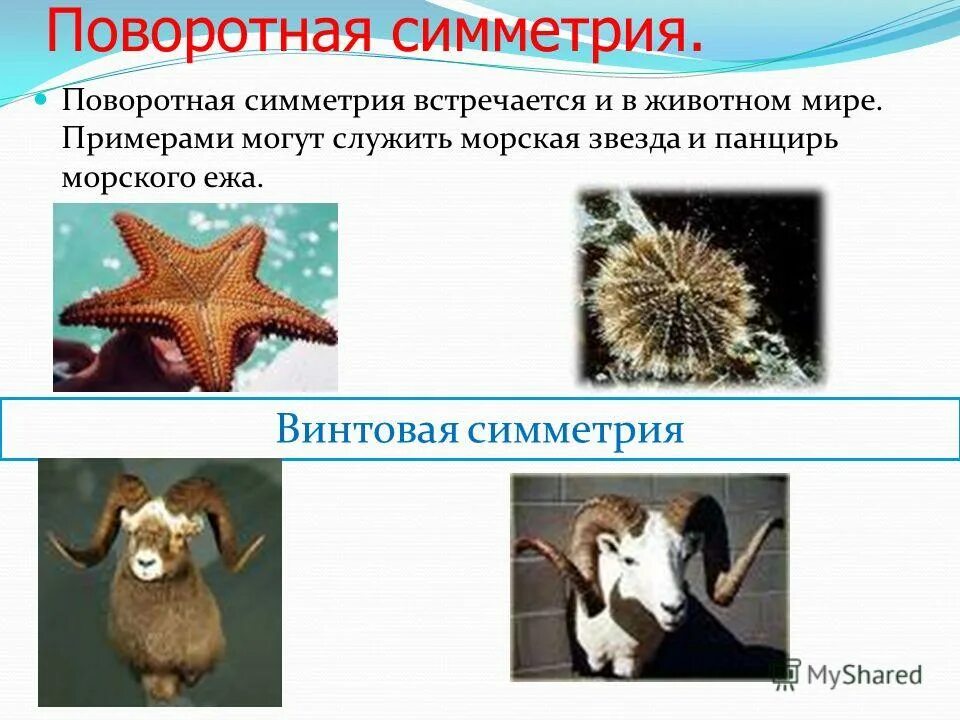 Тип симметрии ежа. Поворотная симметрия в природе. тип симметрии морской звезды.