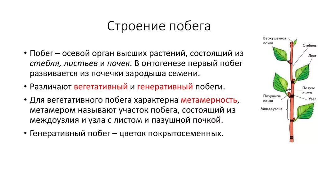 Стебель функции