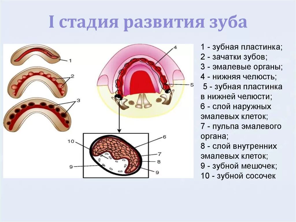 Развитие зубов второй период. Первый этап развития зуба. Этапы формирования зубов. Развитие зубов у человека