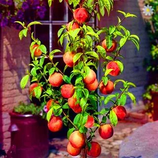 Peach plants