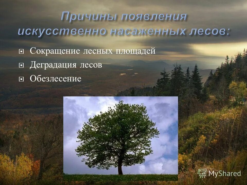 главной причиной сокращения лесов в мире является