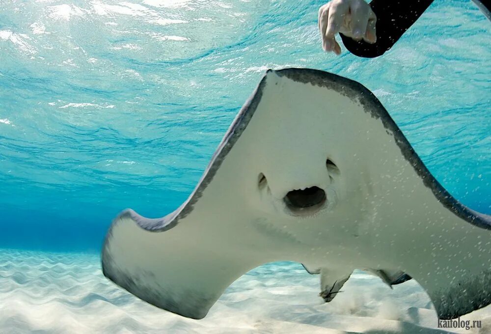 Чем питается скат. Скат stingray. стингрей морской скат. скаты индийского океана. милые скаты.