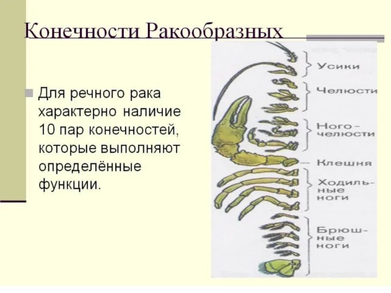 Рассмотрите речного рака. Строение конечностей ракообразных. Ходильные конечности ракообразных. Строение ног ракообразных. Членистые конечности у ракообразных.