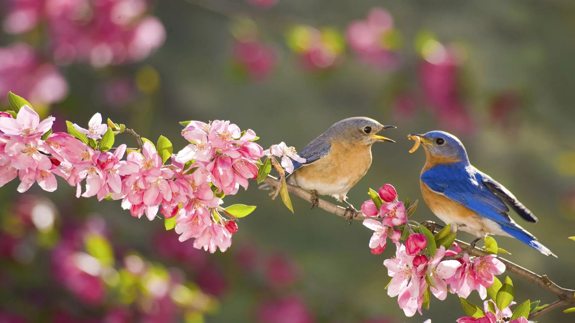 Весенние птицы на дереве. Весенние птички. Птицы весной. Красивые птицы.