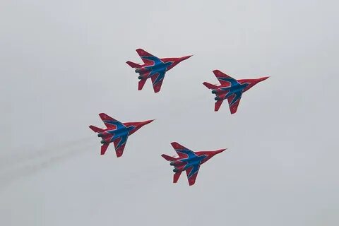Почему стрижи летают высоко