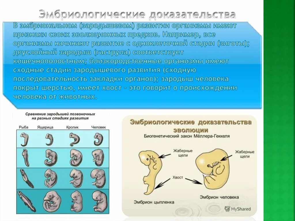 Решающим эмбриологическим доказательством эволюции является