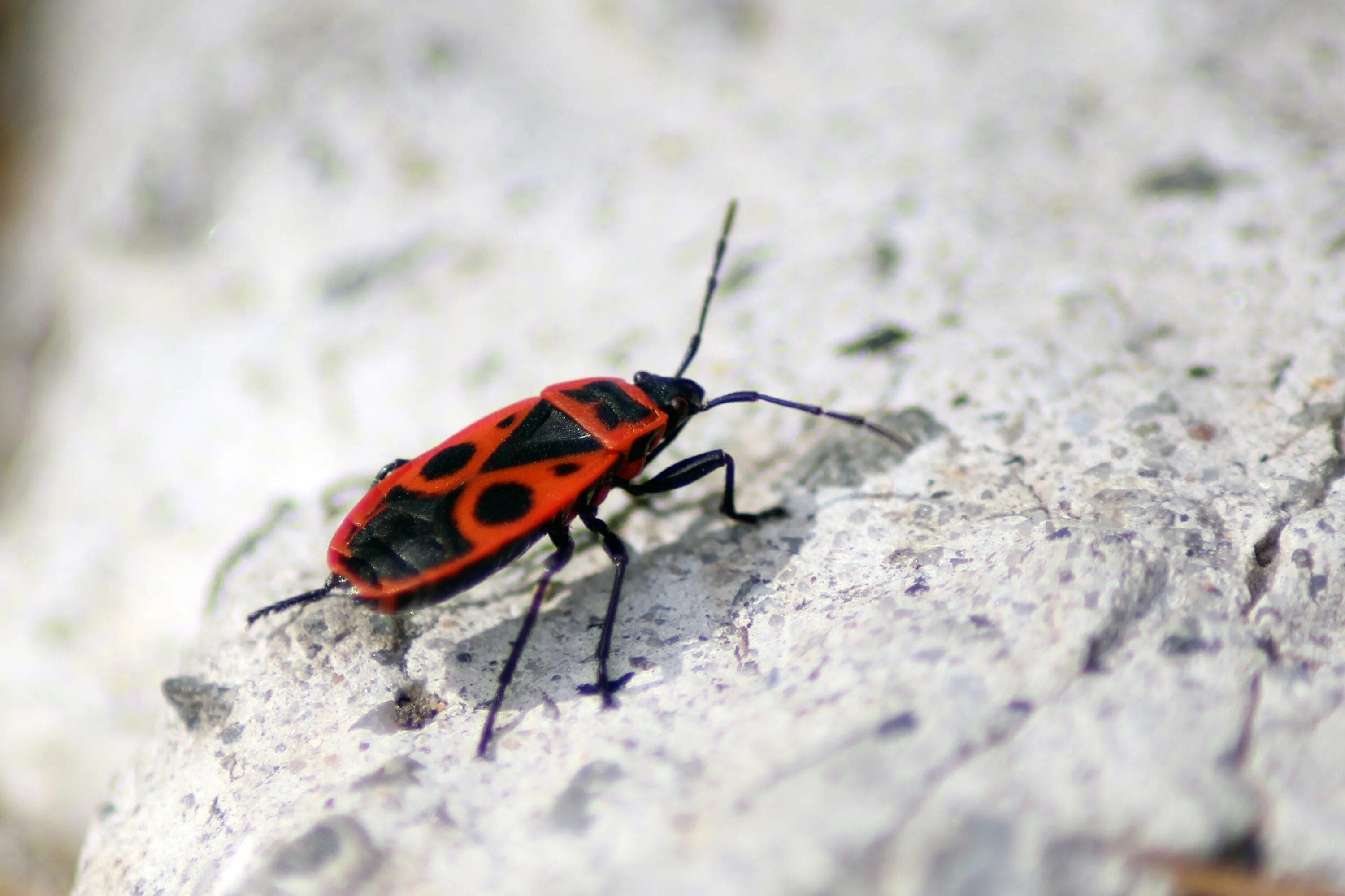 Насекомые солдатики фото. Клоп-солдатик – Pyrrhocoris apterus. Жук пожарник клоп солдатик. Жук красноклоп солдатик. Клоп солдатик личинка.