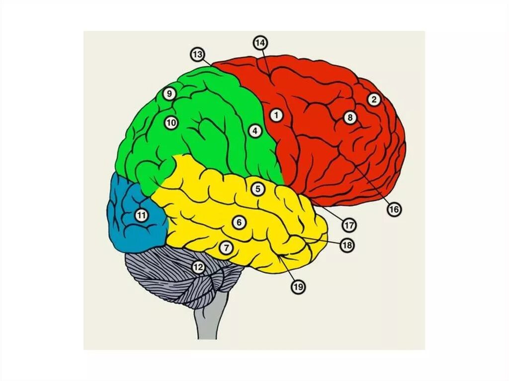 Борозды и извилины головного мозга. Извилины лобной доли головного мозга. Функции извилин височной доли. В затылочной доле мозга расположены