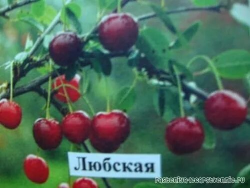 Вишня обыкновенная Любская. Вишня кустовая "Любская". Вишня сеянец Любской описание сорта. Черешня Любская. Вишня любская описание фото отзывы опылители