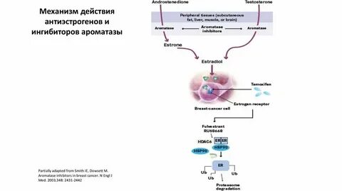 Механизм действия ингибиторов