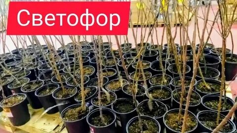 Саженец 2023
