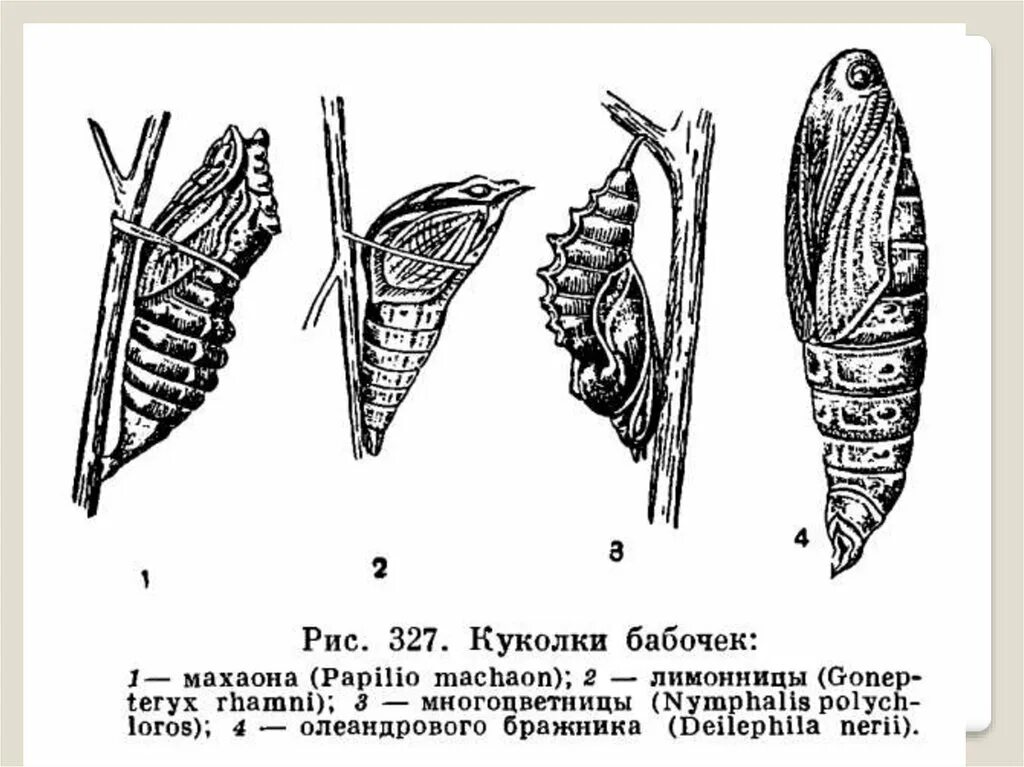 Размножение чешуекрылых бабочек. Типы личинок и куколок насекомых. Строение куколки насекомых. Строение куколки бабочки. Какой тип развития характерен для бражника липового