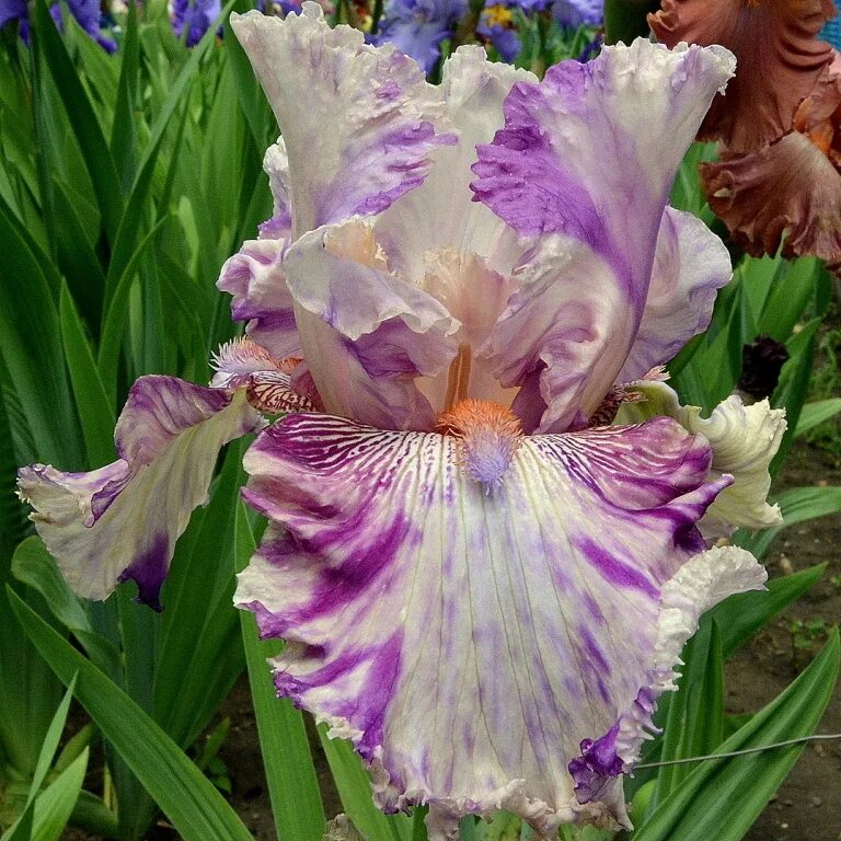 Ирис gemini. Ирис gemini. Ирис gemini. Ирис twin cities. Ирис бородавчатый.