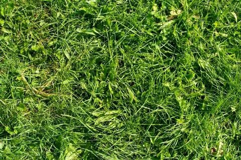 T grass