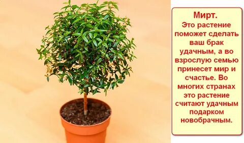 Мирт растение уход