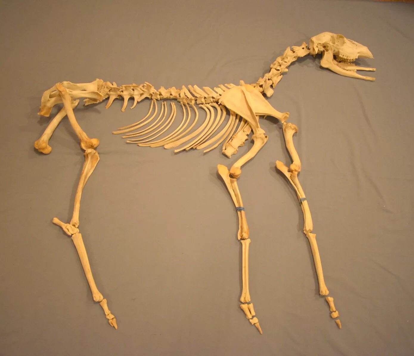 Скелет. Скелет человека. Пушистый скелет. Скелет оленя.