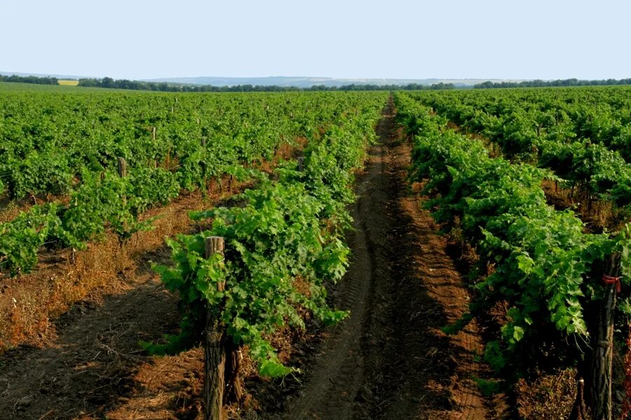 Как выглядит молдаван. Виноградная плантация Молдова. Плантации винограда в Молдове. Молдавия достопримечательности виноградники. Виноградник Молдова Тараклия.