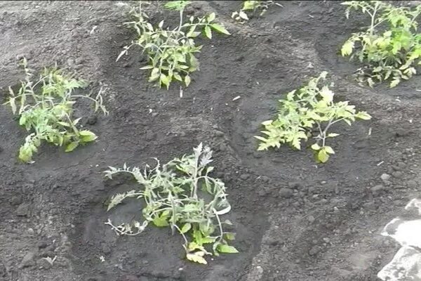 Можно сажать перец по два в лунку. Посадка томатов по два в лунку. Посадка томатов по 2 в лунку в теплице. 2 Томата в одну лунку. Помидоры по две в одну лунку.