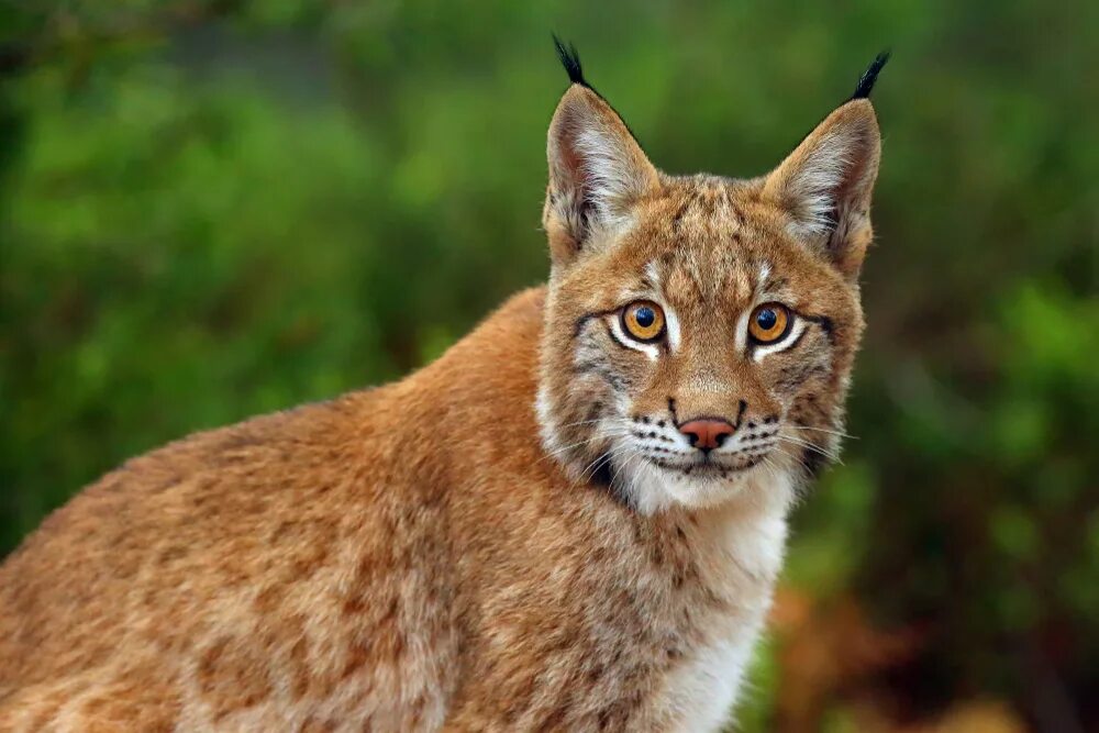 Northern Lynx. Пиренейская Рысь. Сибирская Рысь. Золотая Рысь. Света рысь