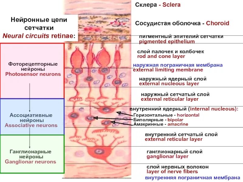 Наружная Пограничная мембрана сетчатки функции. Наружная и внутренняя пограничные мембраны сетчатки содержат. Наружный сетчатый слой сетчатки содержит. Наружная Пограничная глиальная мембрана функции.