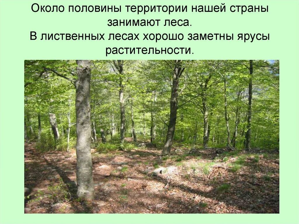 В продолжение столетий лиственные леса. Ярусность леса. ярусы в лесу. лиственные леса. фото леса.