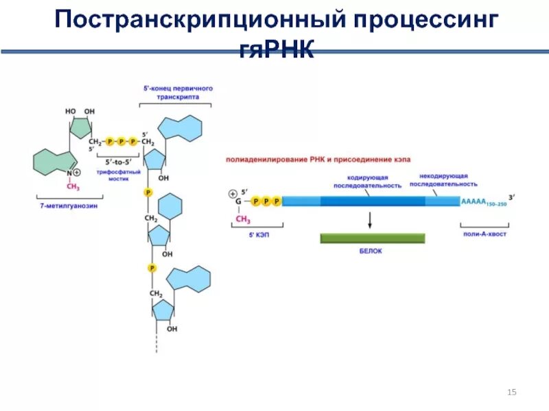 Процессинг нуклеиновых кислот. Гетерогенная ядерная РНК. Процессинг биохимия. Постранскрипционный процессинг.