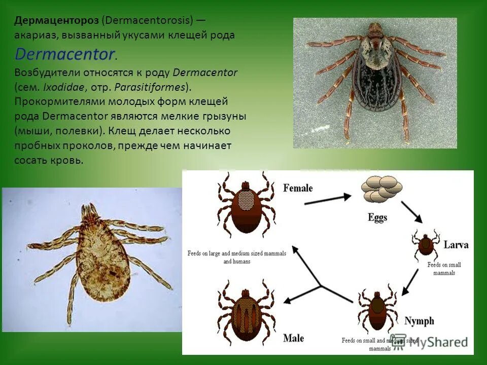 Транспортная система растений. Подтип аа. Тип хордовые подтип черепные классы. Подтип аа. Хордовые животные общая характеристика.