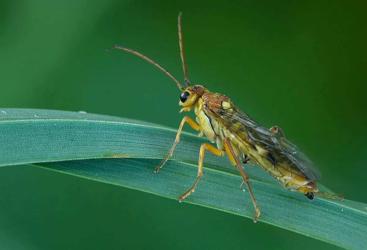 Щавелевый пилильщик. Cimbex femoratus. Жук розанный пилильщик. Жук пильщик. Жук березовый пилильщик.