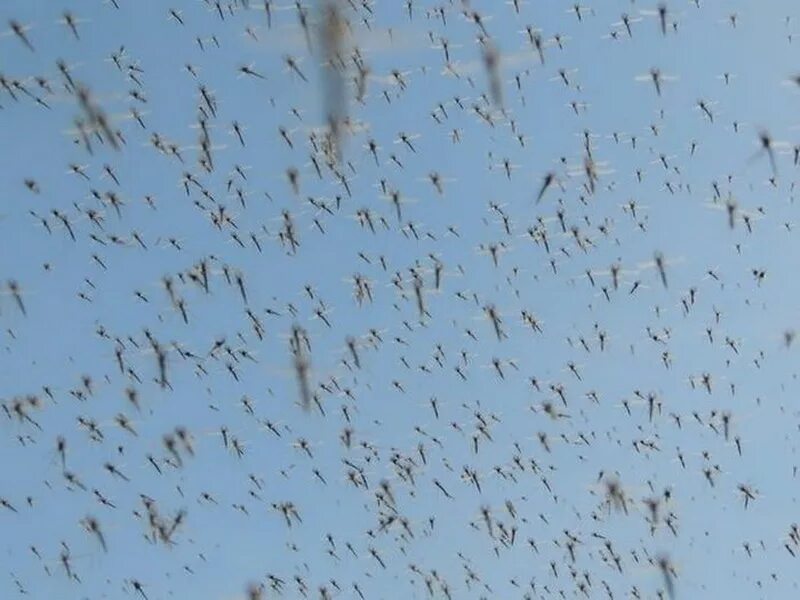 Нашествие комаров 2022. Комары полчища. Смерч из комаров в усть камчатске. Полчища комаров. Нашествие комаров в воронежской области.