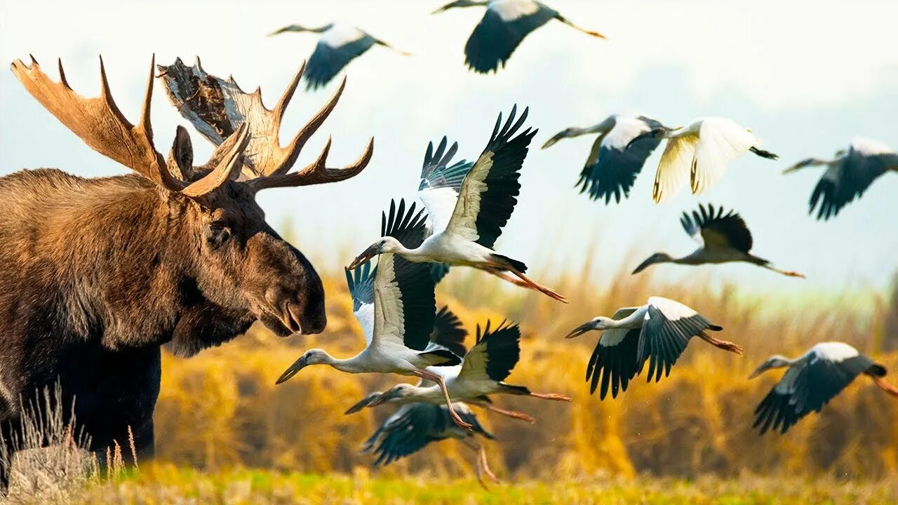 олень и ворон. олень и олениха. птица и лось. симбиоз оленя. птица и лось.