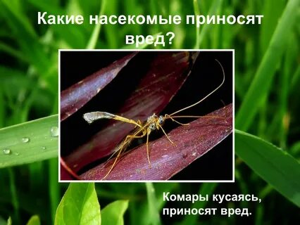 Какую пользу приносят насекомые растениям