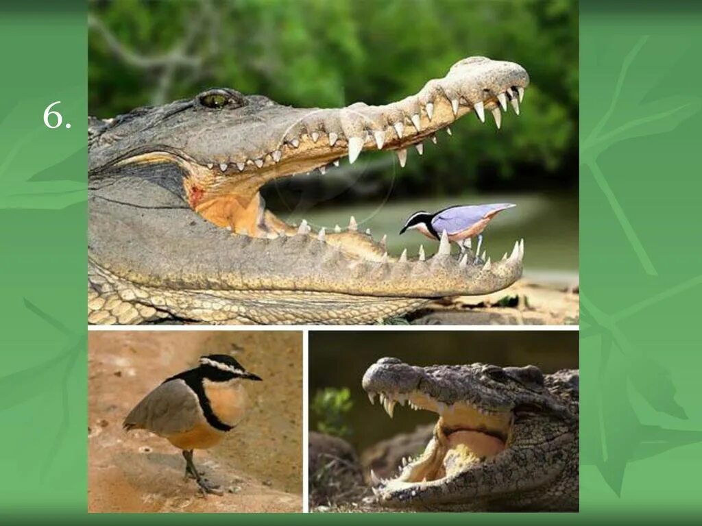Про крокодила и птичку. Крокодил и птичка симбиоз. Египетский бегунок и крокодил. Крокодил и птичка Тари. Птичка Тари чистит зубы крокодилу.