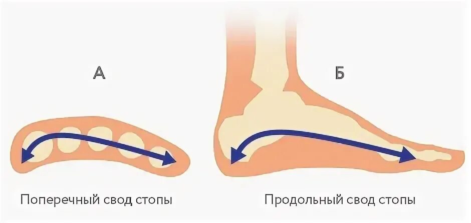 Поперечный свод стопы. Продольный и поперечный свод стопы. Продольный свод стопы. Поперечный свод стопы анатомия. Что значит свод