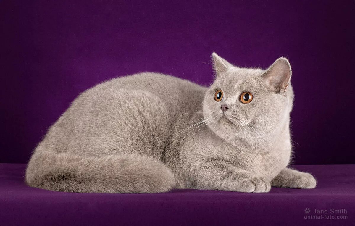 Британская лиловая кошка. Британская короткошёрстная кошка. лиловый кот британец. британская короткошёрстная кошка лиловая. британский короткошерстный кот лилового окраса.