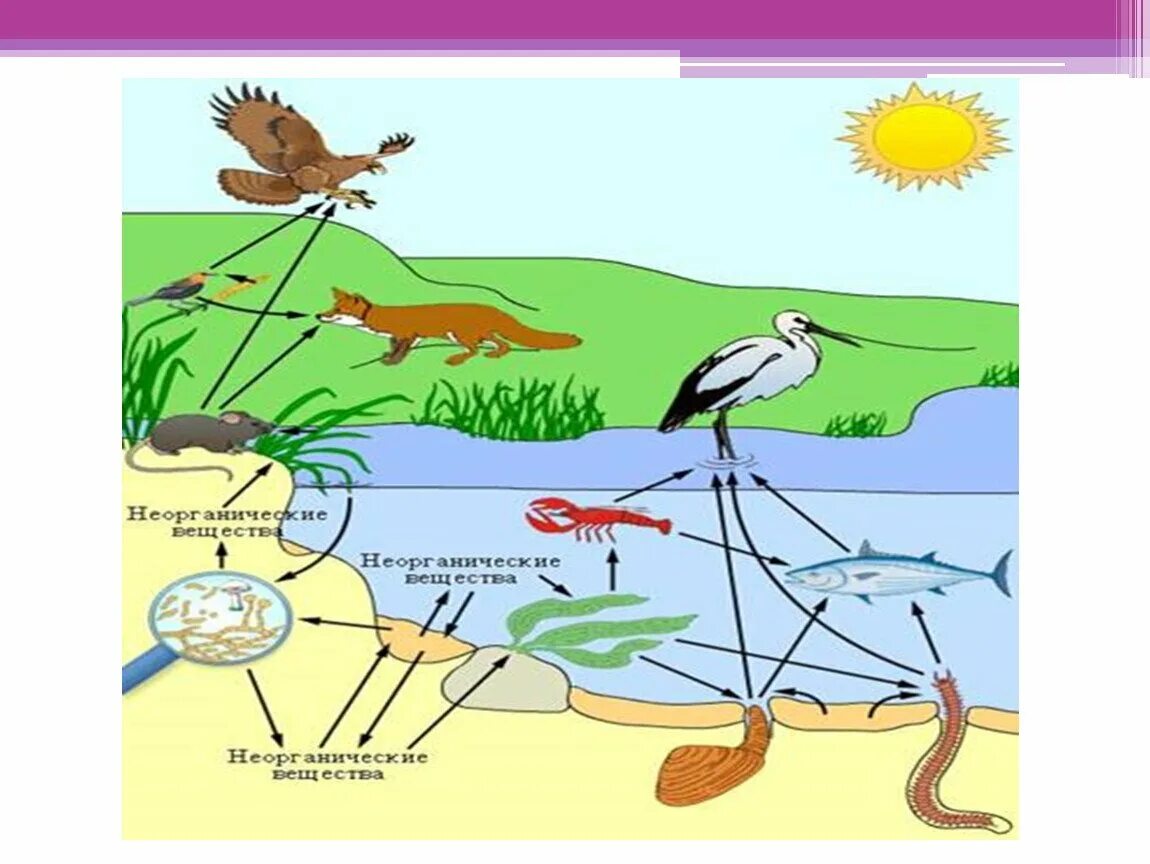 Пищевая сеть примеры. Пищевая сеть рисунок. Пищевая сеть по биологии. Картинка взаимосвязь в природе.