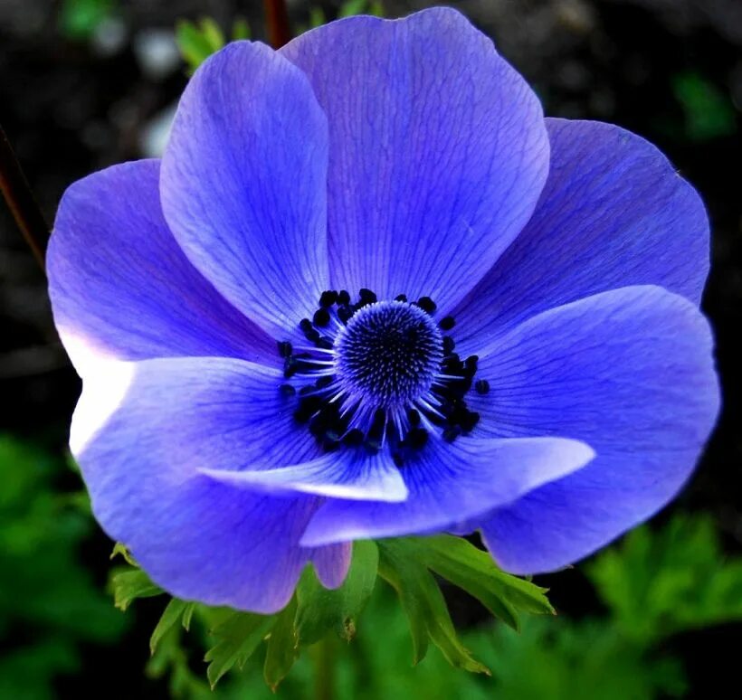 Садовый цветок синий. Анемоны Хармони Блю. Анемона корончатая (Anemone coronaria). Анемона ветреница голубая. Анемона корончатая голубая.