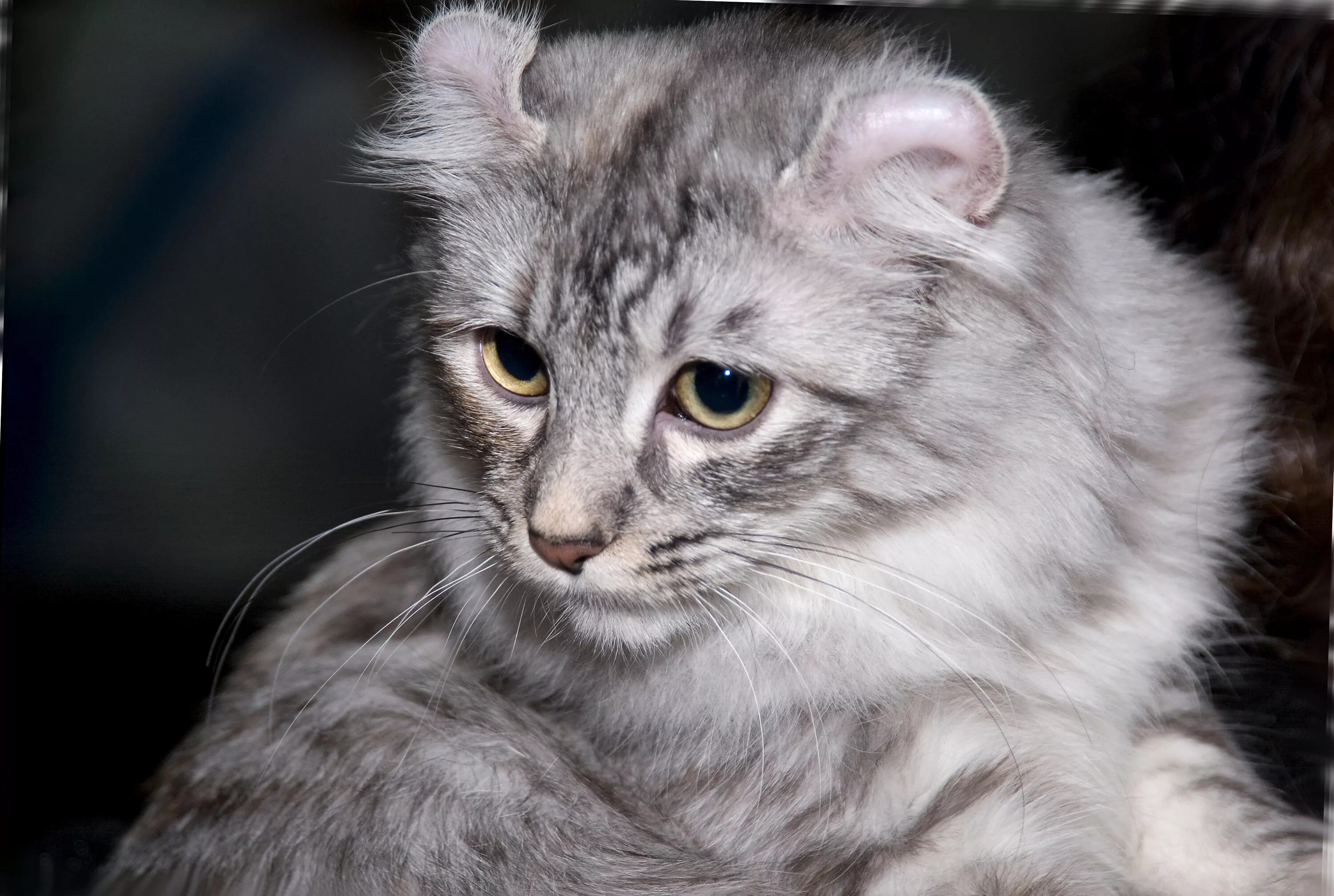 Thor Russicat's From Curl Harbour&Curl Harbour's Arya Котята