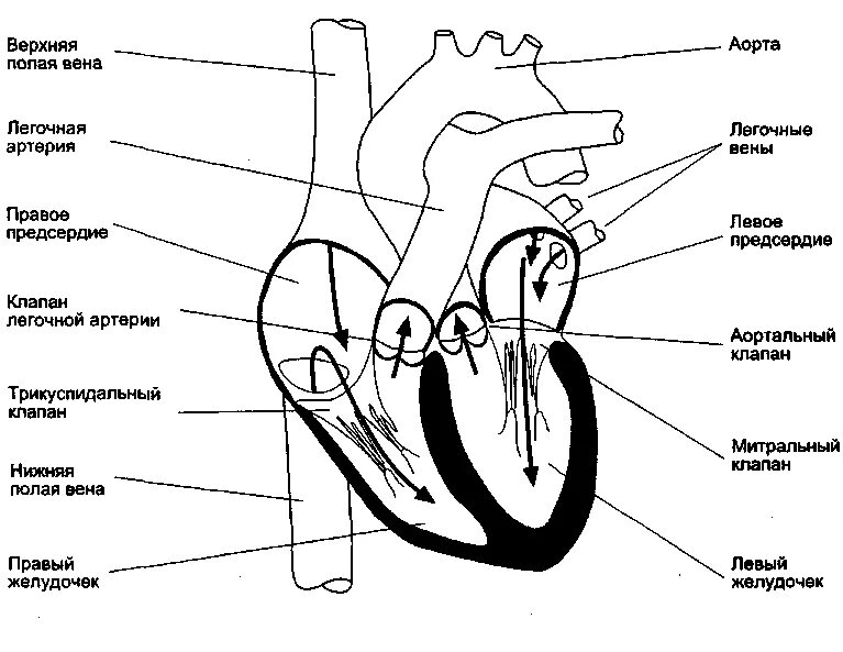 Обозначьте рисунок строение сердца. Строение сердца человека рисунок. Строение сердца рисунок с обозначениями. Внутреннее строение сердца схема камеры. Схема строения сердца рисунок.